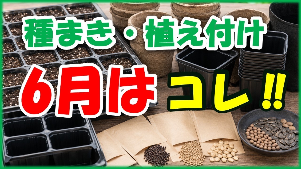 つまようじ June is tricky! Vegetables you can sow in June - YouTube