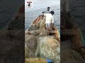 மீனவனின் விதியை எழுதும் போது கடவுள் உறங்கி விடுவார் போல... கஷ்டத்தையும் இஷ்டமாக செய்யும் மீனவர்கள்..