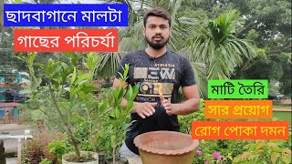 অনন্যা নার্সারী থেকে নিয়ে আসা মালটা গাছের প্রতিস্থাপন । মালটা গাছের সম্পূর্ণ পরিচর্যা ।