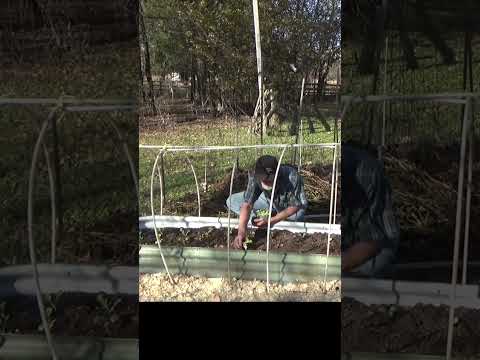 Plantation De Laitue D Automne