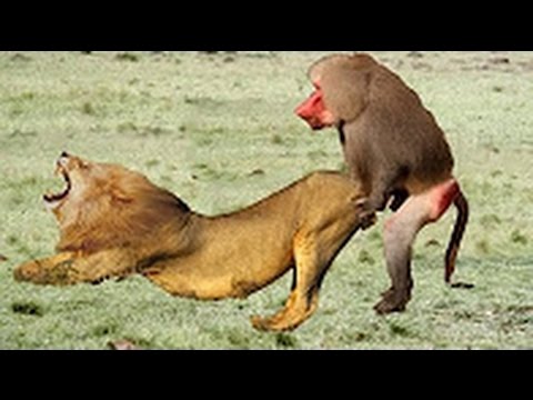 baboon lion vs fight