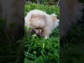 German Spitz dog on the prairie enjoying a bone