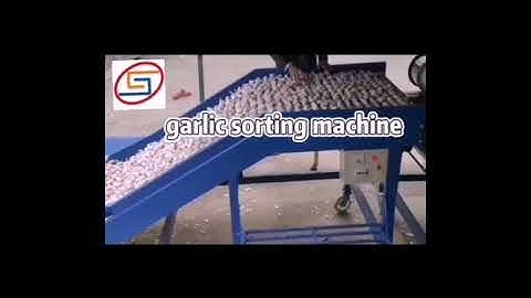 garlic size grading machine garlic sorter garlic grader equipment