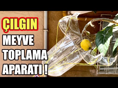 El Yapımı Ağaçtan Meyve Toplama Aparatı (5 Dişli)