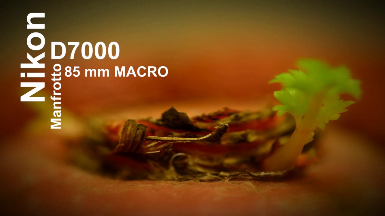 Time Lapse Carrot Leaf Growth [Nikon D7000] YouTube