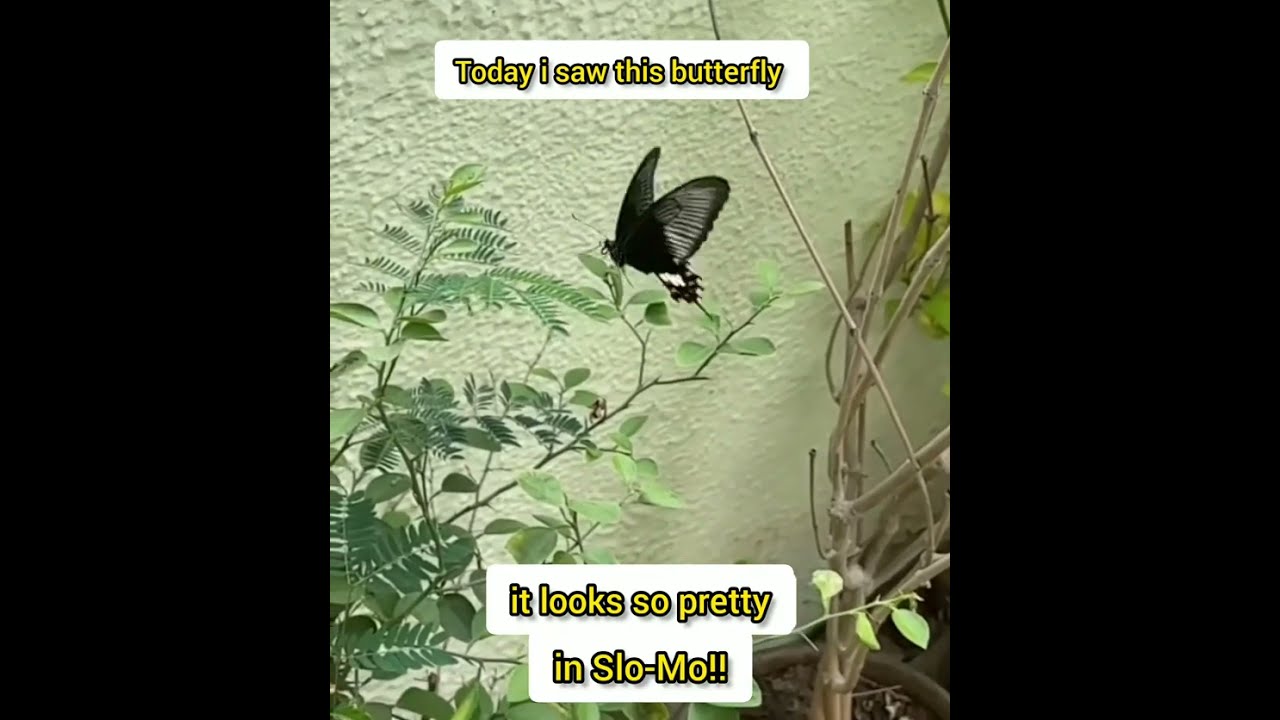 Morning Visitor : Butterfly*