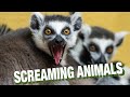 SCREAMING ANIMALS