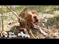 Pit Bull Chained to Tree Transforms Into the Happiest, Prettiest Girl | The Dodo Pittie Nation