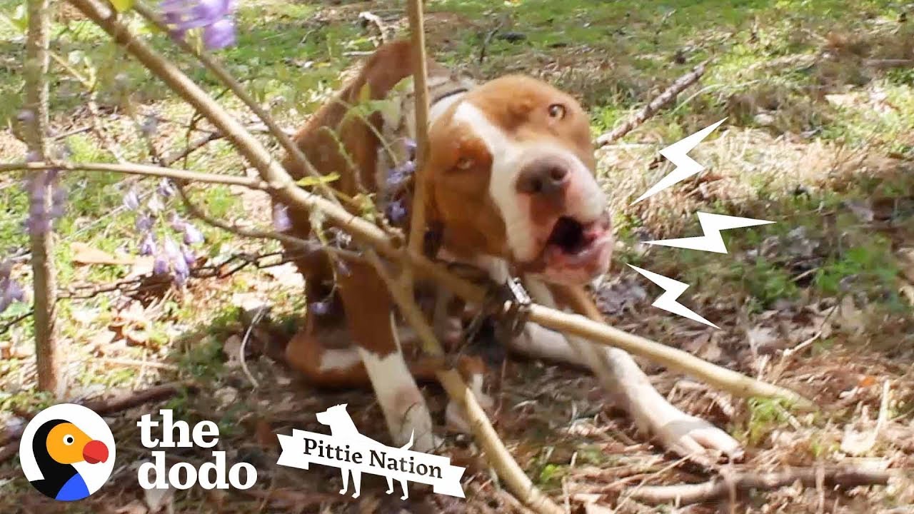 Pit Bull Chained to Tree Transforms Into the Happiest, Prettiest Girl | The Dodo Pittie Nation