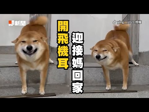 柴犬狂搖尾＋飛機耳迎接媽！開心到眼睛瞇成線💕｜寵物動物｜狗狗｜萌寵