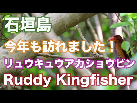 【野鳥撮影】今年も石垣島に訪れたリュウキュウアカショウビン Ruddy Kingfisher