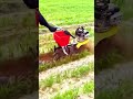 sophisticated tool for loosening soil and removing grass #shorts