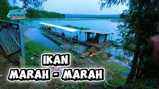 Lapak Galfalum Suko Sumberpucung‼️ Waduk Karangkates Malang Jawa Timur Indonesia