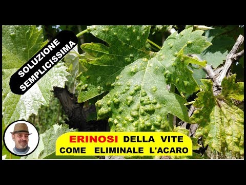 Video: Gli scribi e le loro copie 