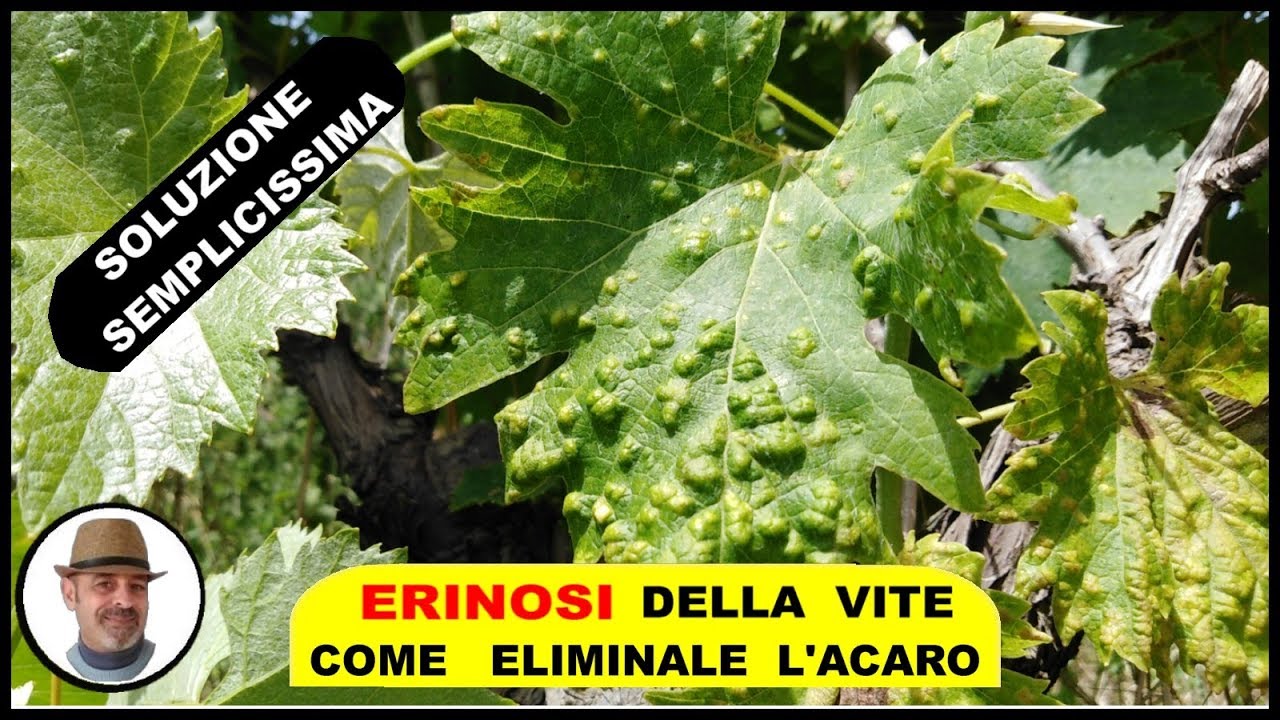 Malattie della Vite: trattamenti, rimedi e cure | La Praglia