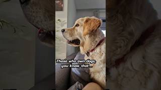 Dogs are the BEST FRIENDS ?goldenretriever  shortscreator shorts dog