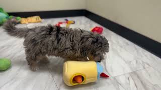 Buster the Mini Goldendoodle