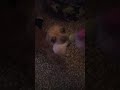 chihuahua vuole mordere Conte presidente
