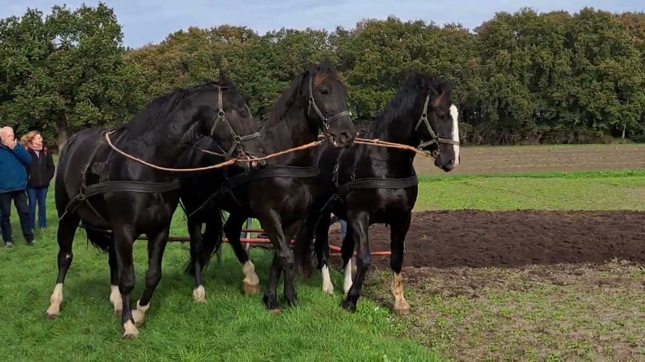 20251019 ZO 12:20 Orvelte - Dag van het Ploegpaard 