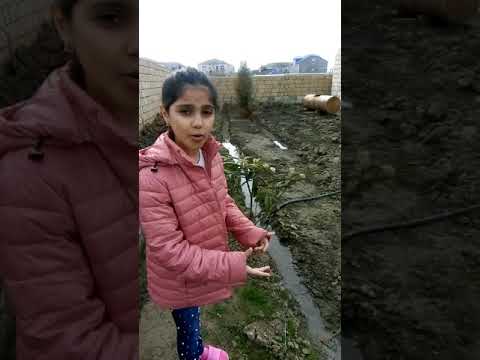 Video: Bitkilərin Xüsusiyyətləri Hansılardır