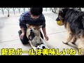 新品ボールは美味しいね♪秋田犬そら・シェパード犬マック