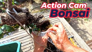 Michelangelo Action Cam Episode 13 gratis per tutti | Margotte by Michelangelo Bonsai 3,774 views 1 month ago 53 minutes