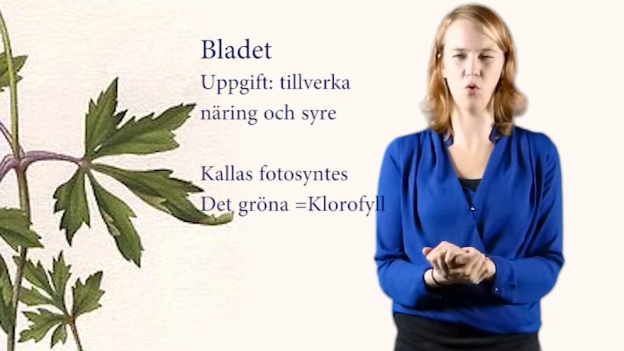 Växtens delar - blomma, blad, stjälk, rot