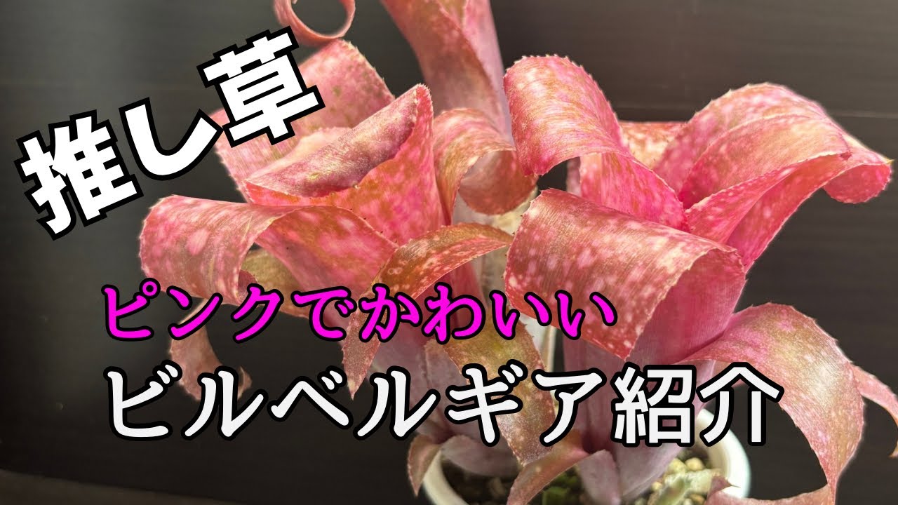 My favorite plant! Introducing the cute pink Billbergia. - YouTube