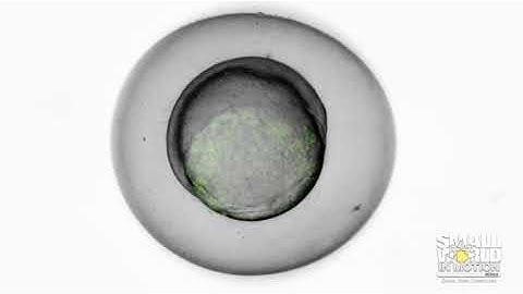 The First 22 Hours of Zebrafish Development | 2020 Nikon Small World