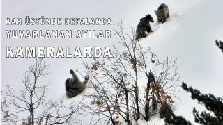 Gümüşhanede Ayıların Kar Keyfi Kameralarda