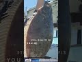 Halibut Heaven East Of Angel Island Non Stop Action