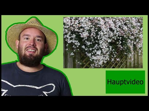 Video: Duftende Jasminblüten in meinem Garten