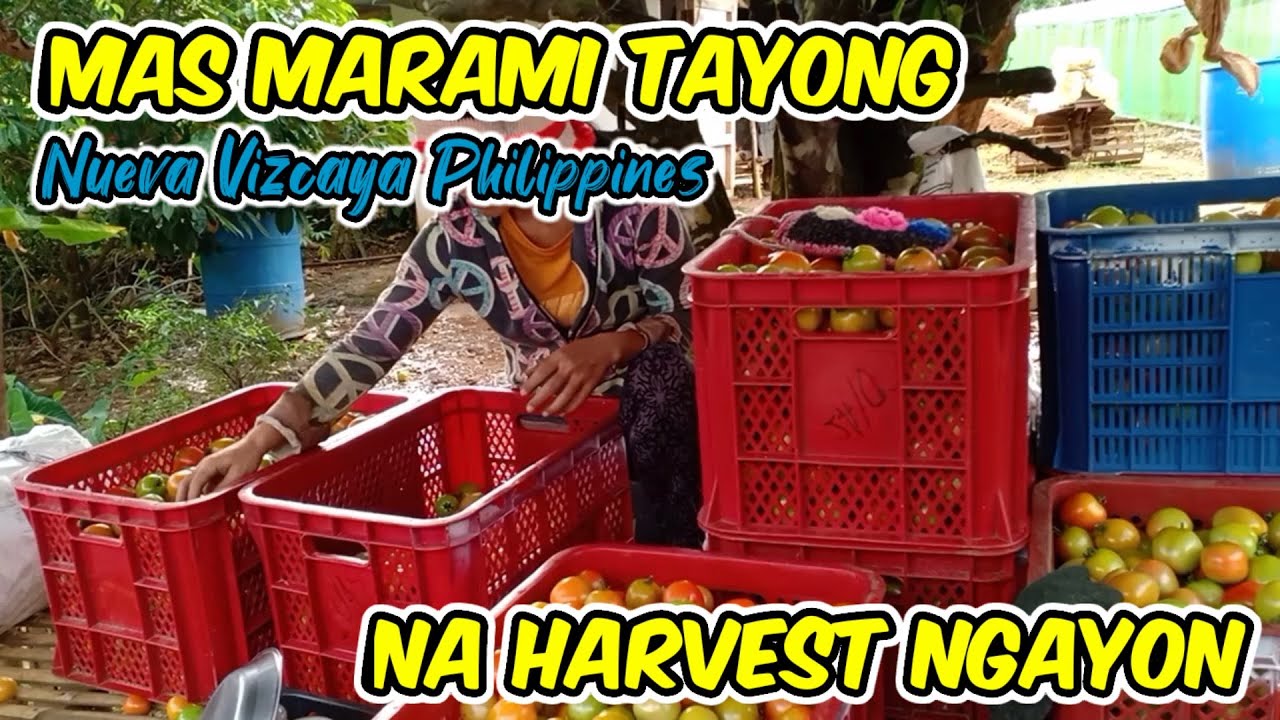BUHAY BUKID 2nd Harvest ng kamatis at Kita sa UNANG HARVEST Josh Karelatives TV