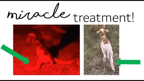 Selenium Deficiency in Sheep