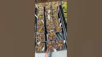 Visit Robert Plante Greenhouses With Me 