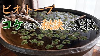 【ビオトープ】コケないビオトープの秘訣と裏技【睡蓮鉢#02】