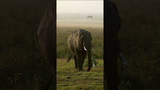 Young Elephant On A Peaceful Morning!