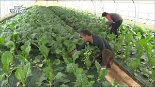 [88회] 유기농 쌈 채소로 연소득 7억 6천만원!