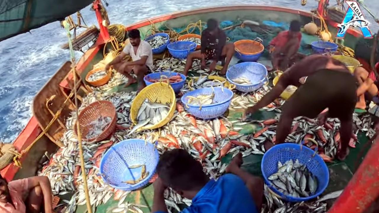 “Ocean Harvest: Sardines and Red Snapper” | “Boatload of Fresh Sardines and Red Fish” | #KadalTV