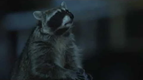 Funny raccoon Geico commercial (C'mon Try It!)