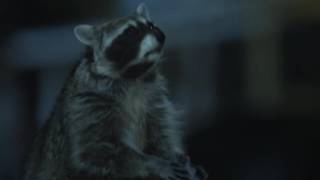 Funny raccoon Geico commercial (C'mon Try It!)