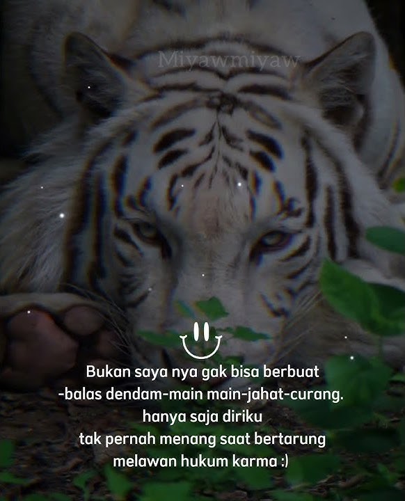 story wa macan putih. cerita di balik berhenti menjadi jahat