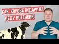 Корова подарила деду потенцию. Реальная история.