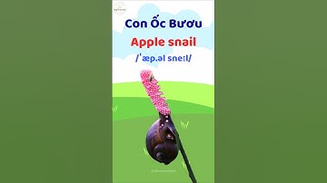 Con Ốc Bươu - Học từ vựng và phát âm tiếng Anh #thaytuvuitinh