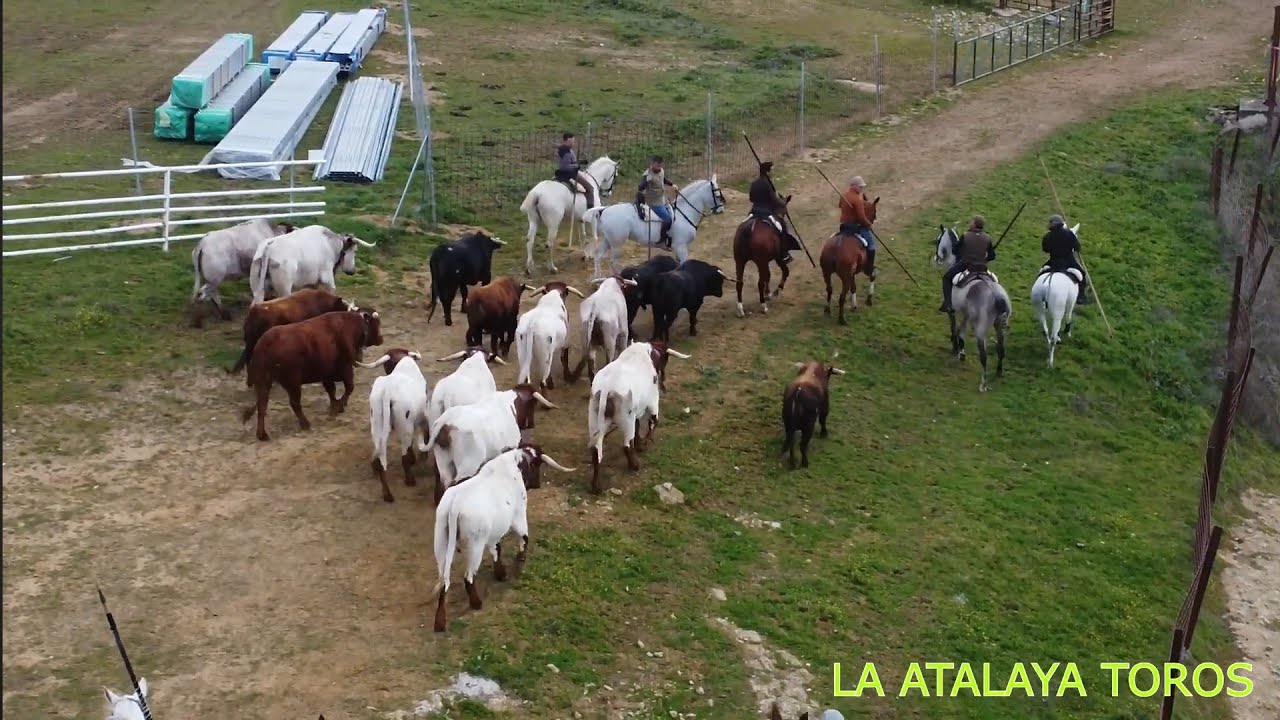 MOVIENDO LOS TOROS DEL ENCIERRO A CABALLO CIUDAD RODRIGO 2025 PARTE 2