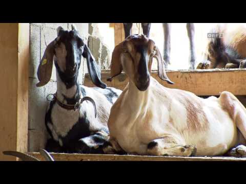 Video: Harnsteine bei Ziegen Und Kleinen Wiederkäuern