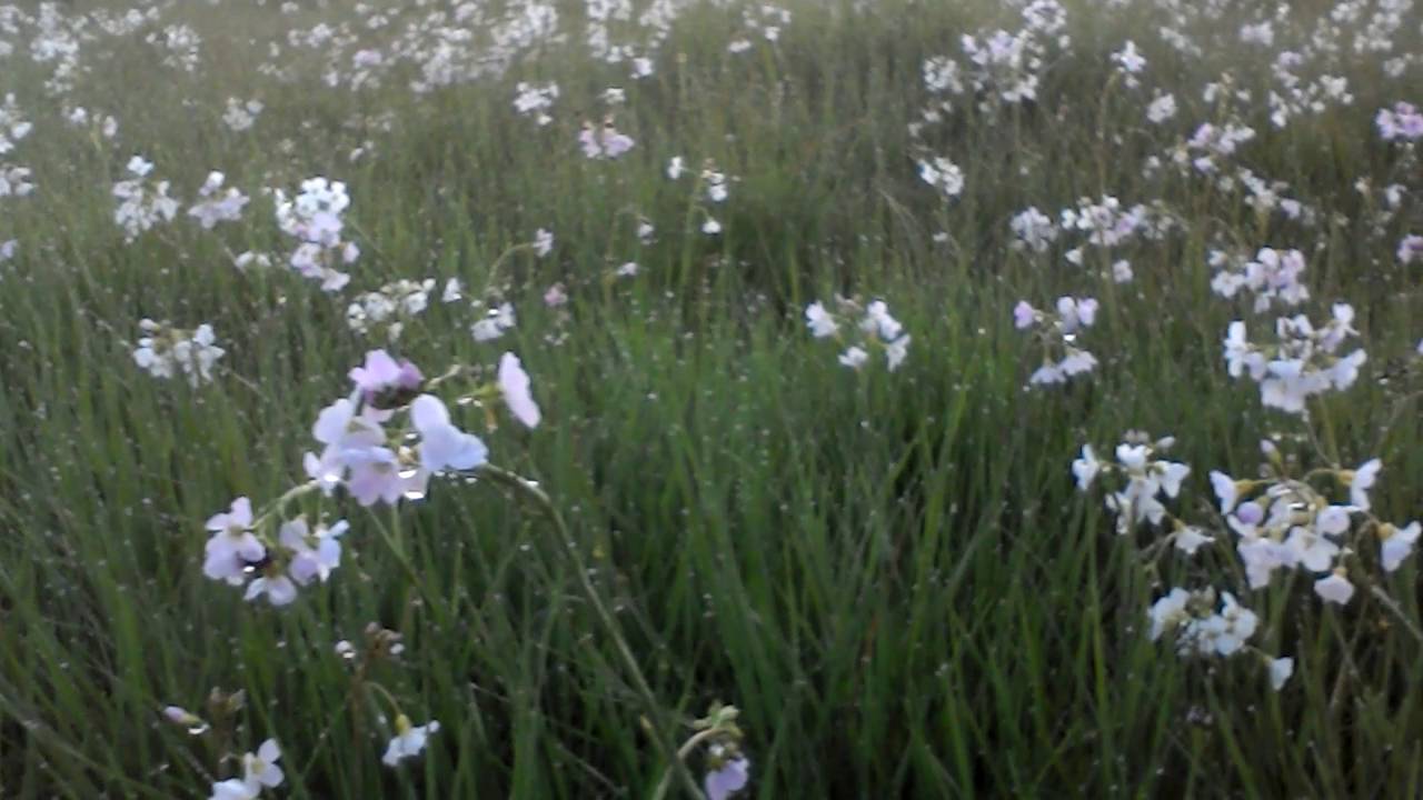 Cuckooflower
