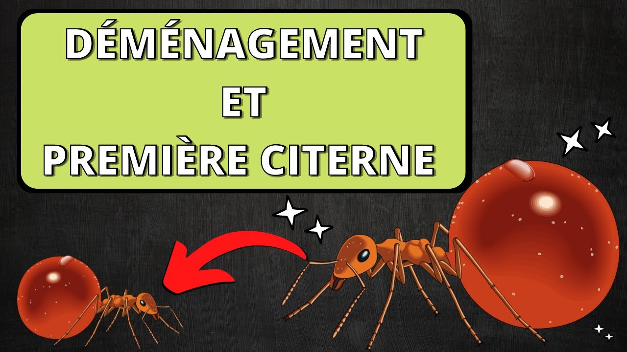 Myrmecocystus placodops , mes Fourmis potdemiel ( Après vos nombreuses demandes ) . YouTube