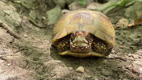 Box Turtle Comes Out of It’s Shell