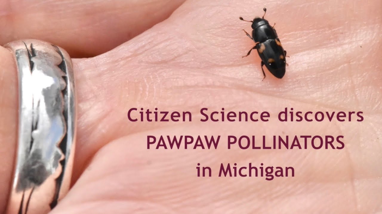 Citizen Science discovers Pawpaw Pollinators in Michigan